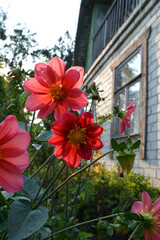 Fototapeta na wymiar Beautiful red flowers of dahlia on the background of country house in the garden in summer.