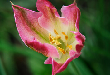 Obraz na płótnie Canvas Tulip in the garden
