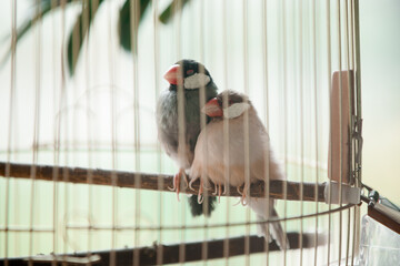 Two pet birds in a cage