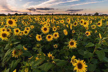 A field of yellow sunflowers against the backdrop of the colored sky at sunset.