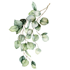 Watercolor card of eucalyptus branches, seeds and leaves. Hand painted silver dollar eucalyptus bouquet isolated on white background. Floral illustration for design, print, fabric or background. - obrazy, fototapety, plakaty
