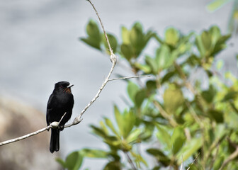 A black bird (Velvety black tyrant - Knipolegus nigerrimus) perched on a branch.