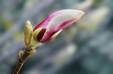 Fototapeta na wymiar Pink magnolia bud