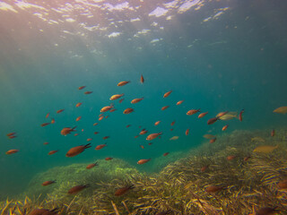 Peces nadando en aguas cristalinas en aguas de la costa de Malllorca