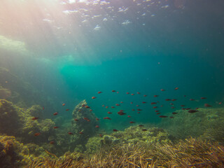 Fototapeta na wymiar Peces nadando en aguas cristalinas en aguas de la costa de Malllorca
