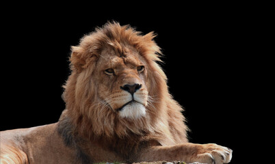 Close Up Of Lion king isolated on black.