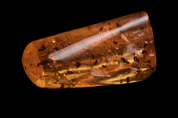 An horizontal close up of polished piece of amber, fossil resin with several insects isolated on black background.