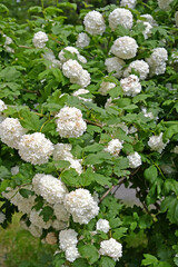 Blooming viburnum varieties "Buldenezh" - Snow Globe (Viburnum L.)