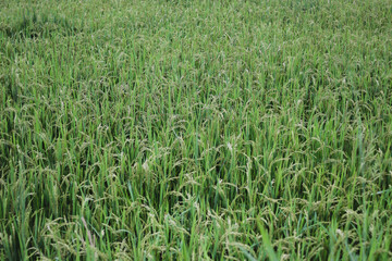 Obraz premium The Beauty of Fresh Rice Field in Indonesia in the Morning. Fresh Green Rice Field