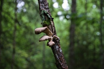 shrooms on a tree