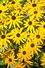 The  yellow daisy rudbeckia flowers (Rudbeckia hirta L.). Background