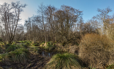 Lagraulière (Corrèze, France) - Vue panoramique du marais du Brezou