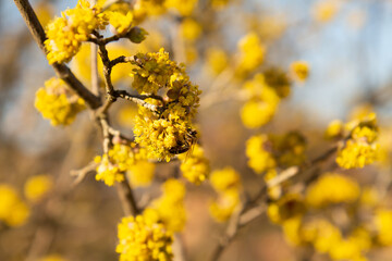 Honeybee on yellow flowers of Cornelian cherry dogwood blossom on a warm and sunny spring day.