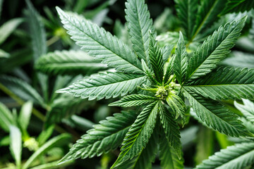 Obraz na płótnie Canvas Close-up young hemp. Cannabis is a standoff between a drug and a medicine.growing organic cannabis background herb on the farm