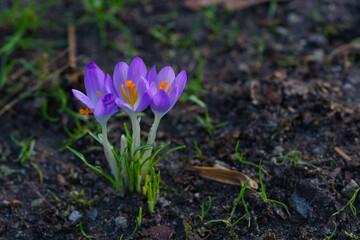 Closeup of three bright purple crocus flowers with yellow pistil against a foliage background.