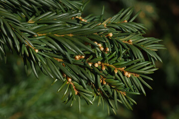 Tip of branch of coniferous tree Grand fir, latin name Abies Grandis. Close up.