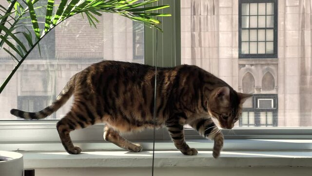 striped cat jumping down from window sill with plant in city apartment - toyger with stripes
