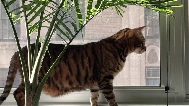 tiger cat on window sill in city apartment - toyger with stripes
