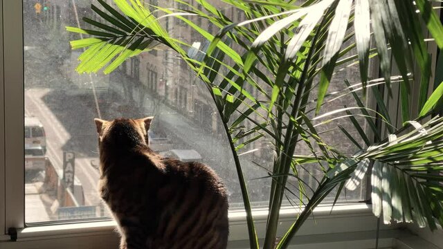 cat looking out apartment window on sunny day in city - striped tiger kitty