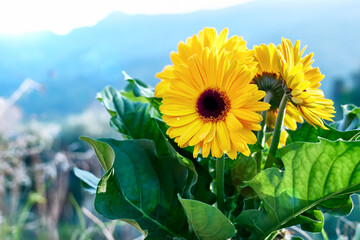 Yellow gerbera in the garden in a sunny spring day. Shadows and light.Spring countryside.Natural aesthetics.
