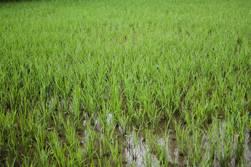 The Beauty of Fresh Rice Field in Indonesia in the Morning. Fresh Green Rice Field
