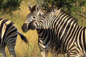 Zebras