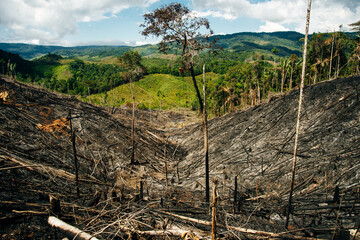 burnt rainforest in colombia. Fallen trees