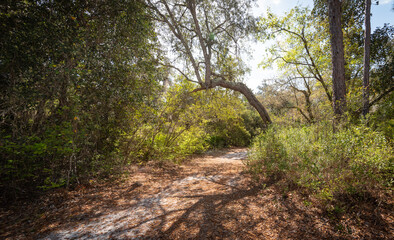 Beautiful walking path in a nature Park