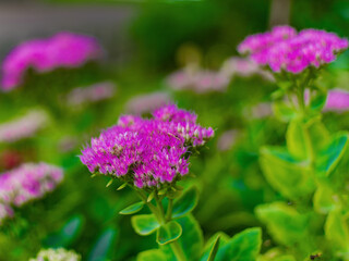 purple wildflowers in defocus, bokeh, blue background