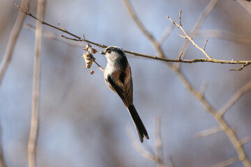 巣作りの材料集めるエナガ