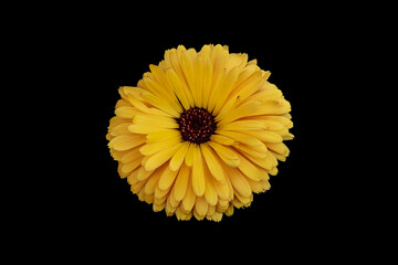Calendula (Marigold flower) isolated on a black background