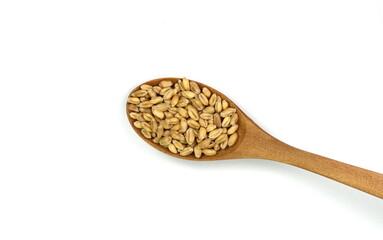 wheat grains in a wooden spoon isolated on white background. 