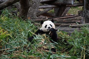 Obraz na płótnie Canvas Wild animals life. Cute panda bear sits among bamboo leaves and holds branch in paw. Panda eats bamboo in natural habitat environment. Famous Chinese symbol animal