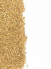 Wheat grains isolated on white background. 
