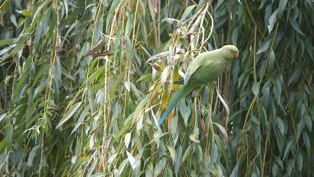 A green parakeet sitting on a tree branch.