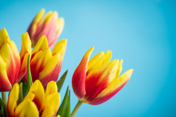 Red and yellow tulips on blue background top view