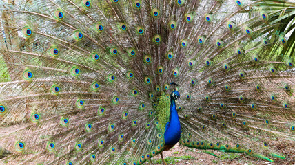 Obraz premium peacock with feathers
