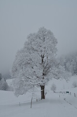 Schneebaum