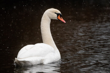 Schwan im Schnee