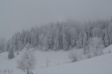 Wald im Schnee