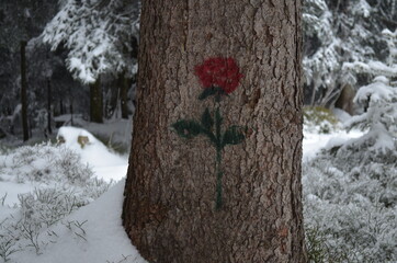 Winterrose