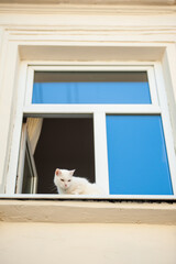 Beautiful cat sitting on windowsill and looking to a window