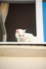 Beautiful cat sitting on windowsill and looking to a window