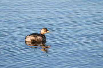 Little Grebe With a Fish in its Beak