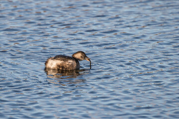 Little Grebe With a Fish in its Beak