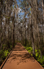 Wooden trail path in a Beautiful and natural Park