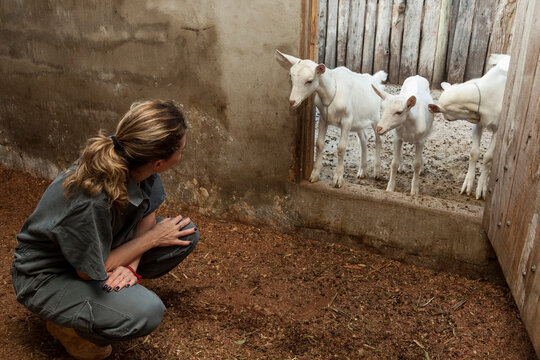 Cabras filhores se aproximam de veterinaria mulher.