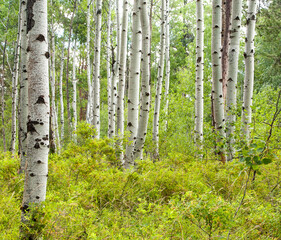 A grove of aspen trees near Sisters, Oregon