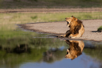 Male lion reflection