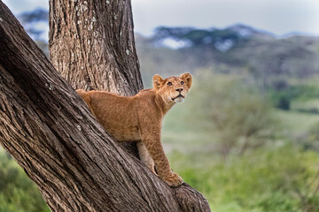 Lion cub in a tree